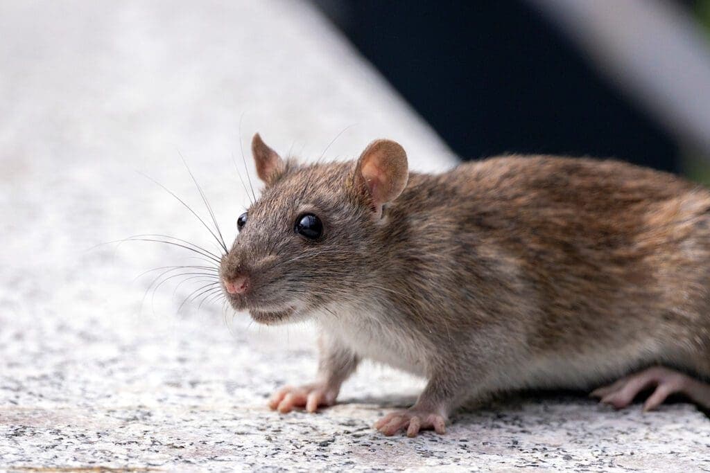 Rodent Control Slough​