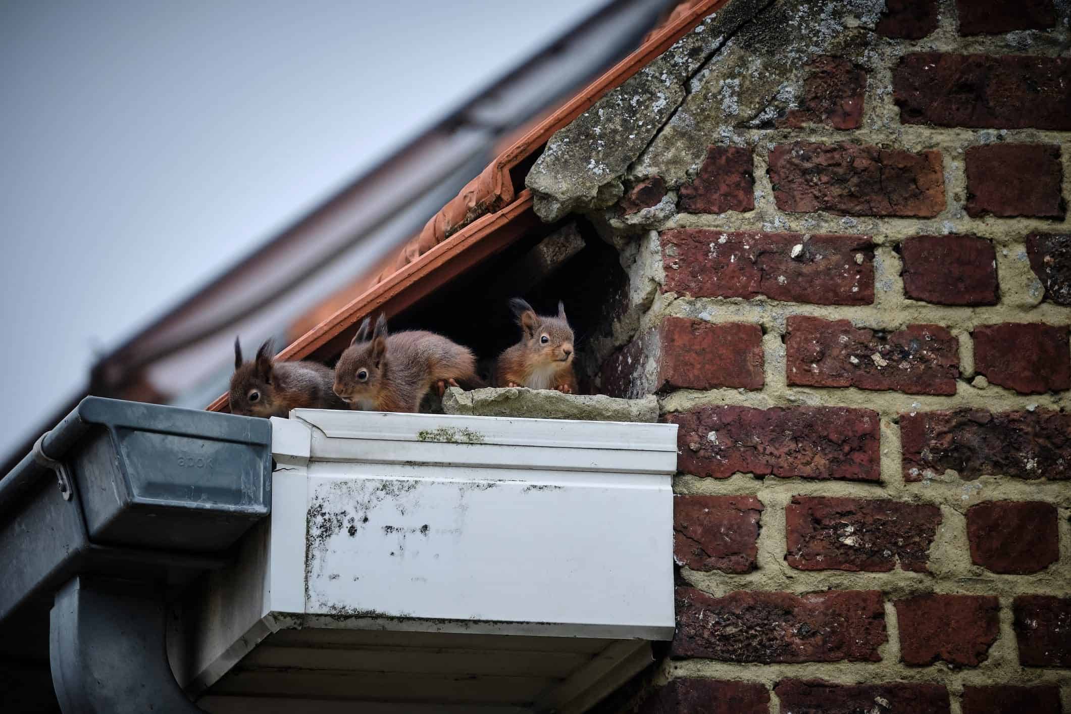 Squirrel Nests