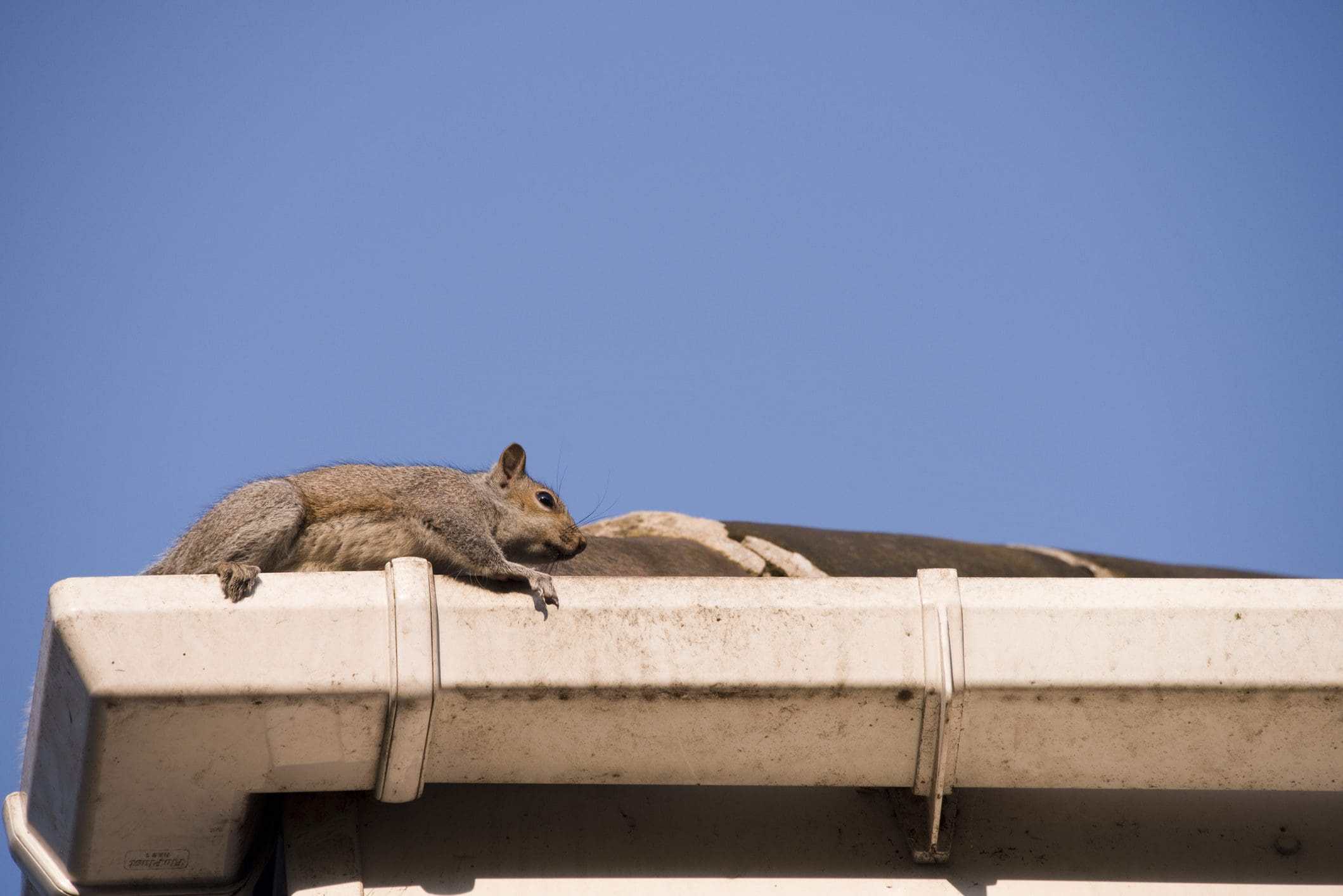 Vermin Control Slough