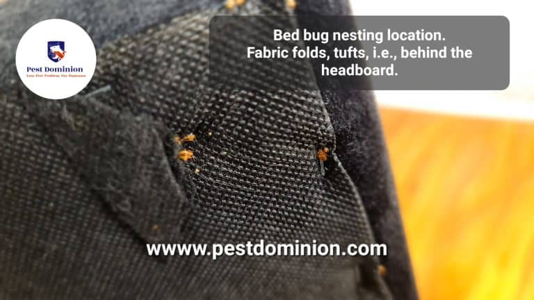 Pestdominioncom bedbug nesting area - Pest Dominion, Pest Control Services Slough Bed bug (Cimex lectularius)