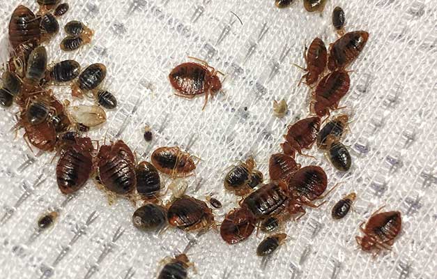 bed bugs - Pest Dominion, Pest Control Services Slough bed bug control service