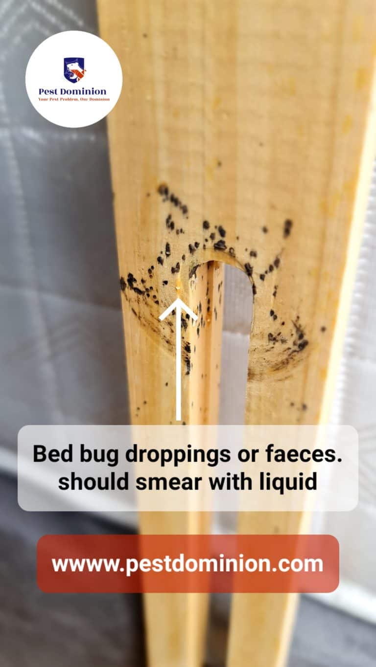 pestdominioncom bedbug droppings - Pest Dominion, Pest Control Services Slough Cimex lectularius (Bed bug) droppings