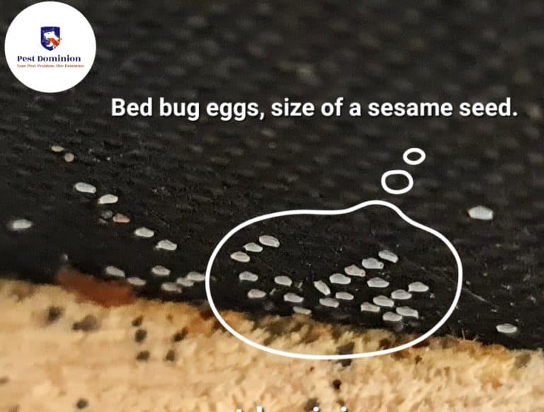 pestdominioncom bedbug eggs - Pest Dominion, Pest Control Services Slough bed bug (Cimex lectularius) eggs