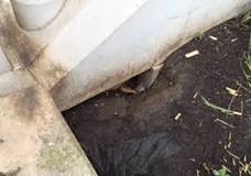 signs of rat infestation - Pest Dominion, Pest Control Services Slough signs of rat infestation