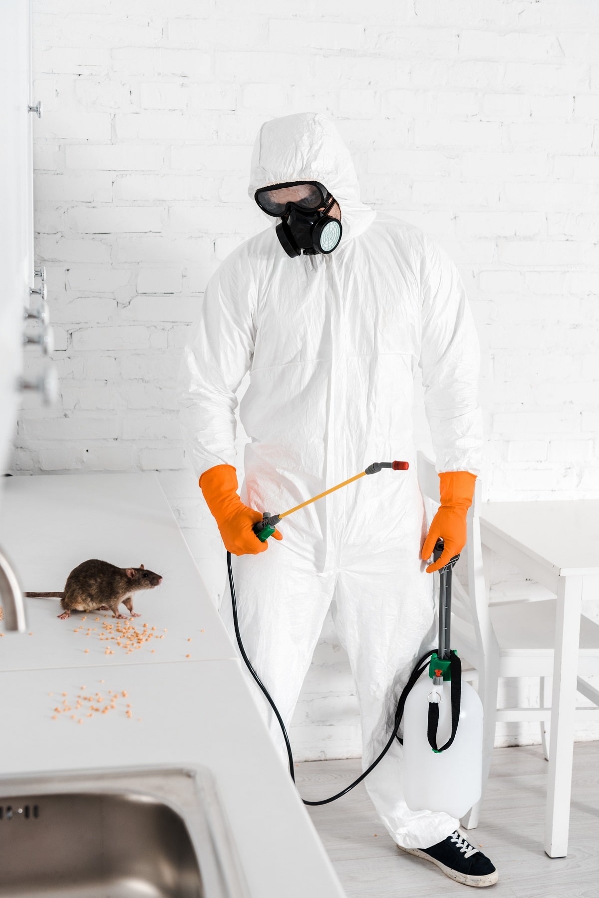 pest-control-experts-ealing
