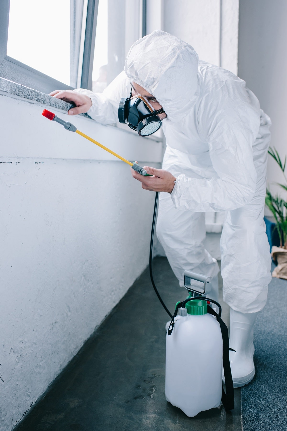 pest-control-services-ealing