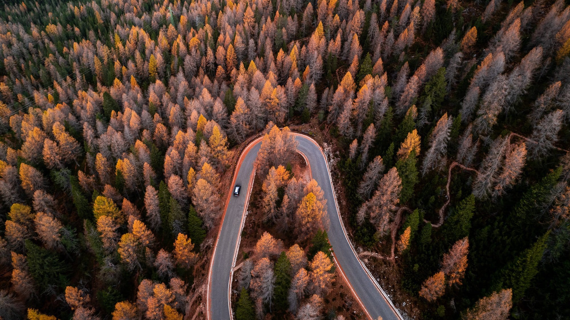 Road surrounded by trees