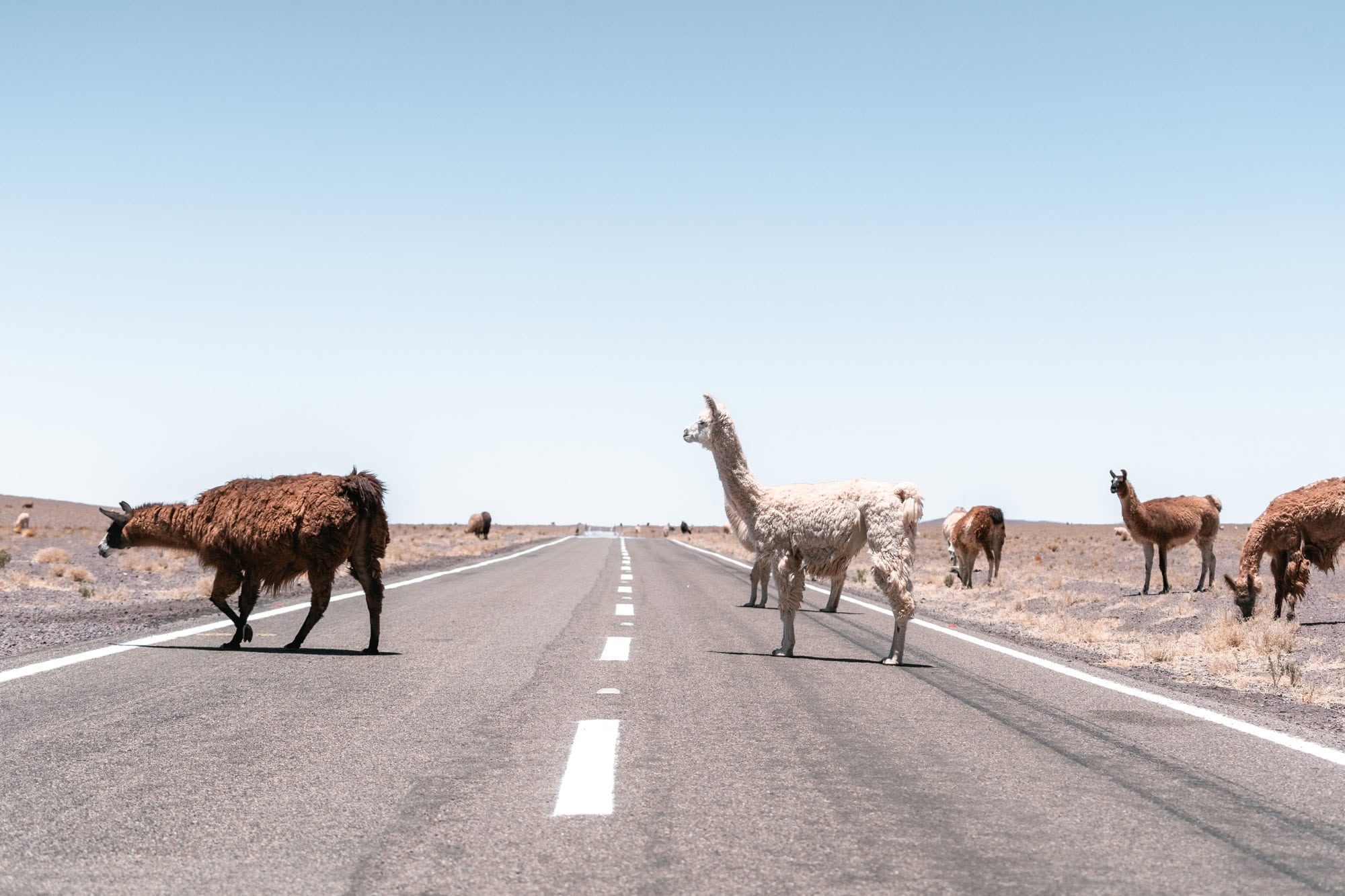 Lamas on a street in Chile