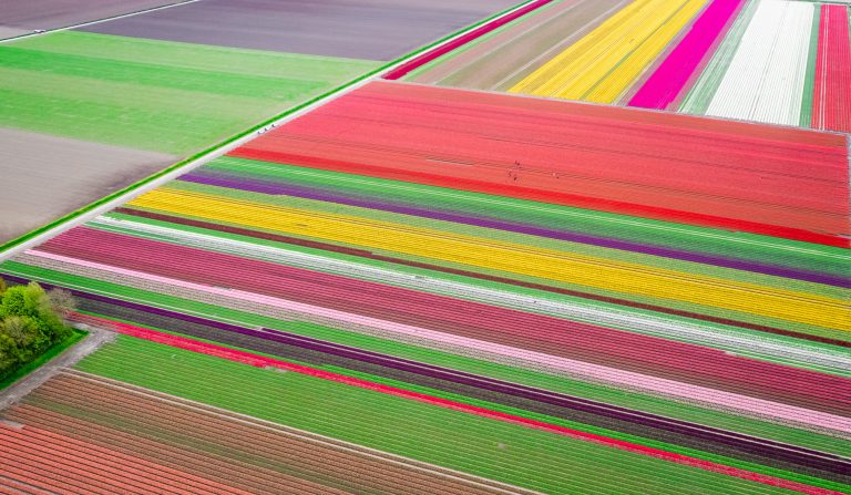 Aerial photo of tulip fields in The Netherlands