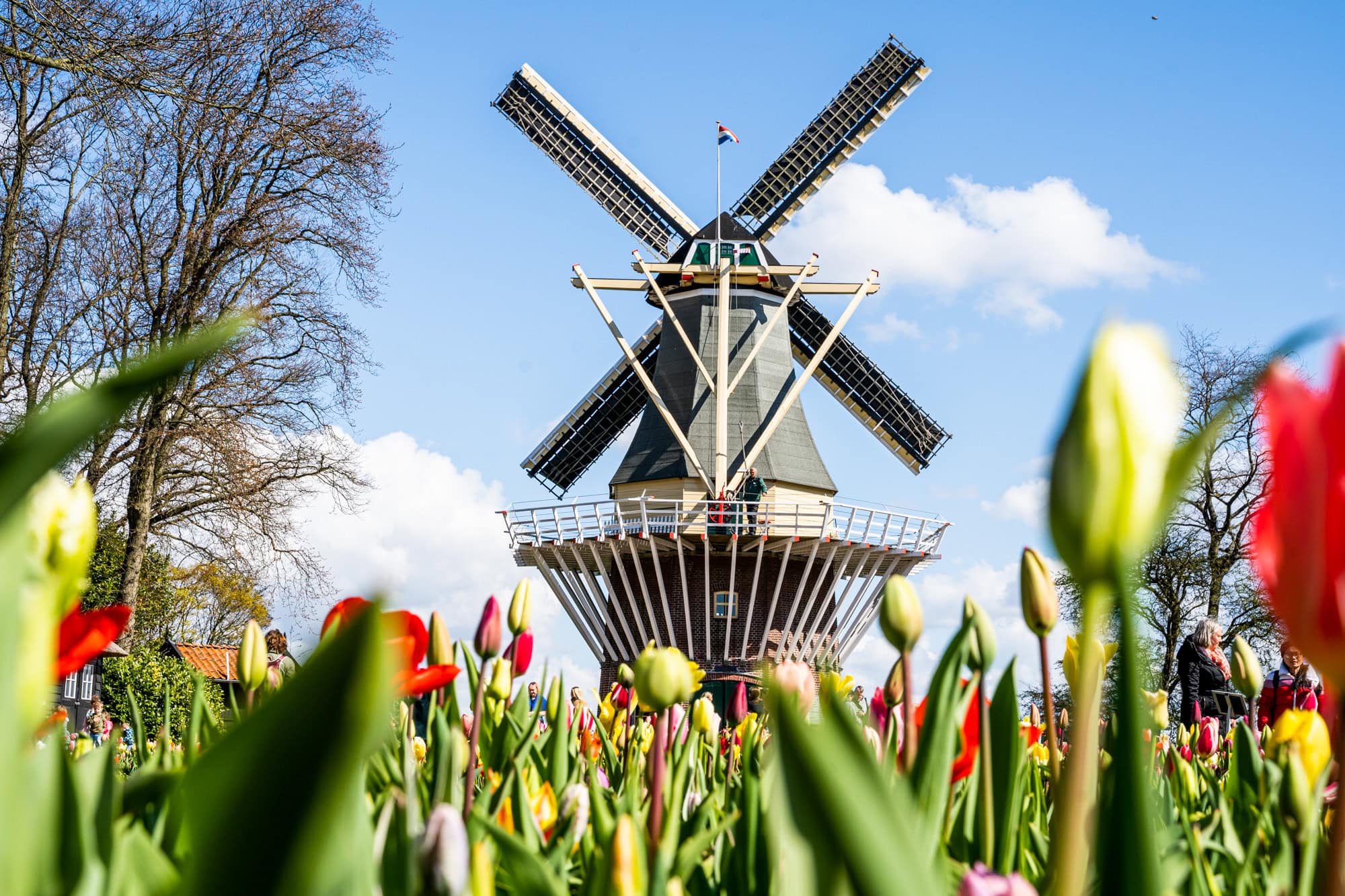 Mill in the Netherlands with Tulips