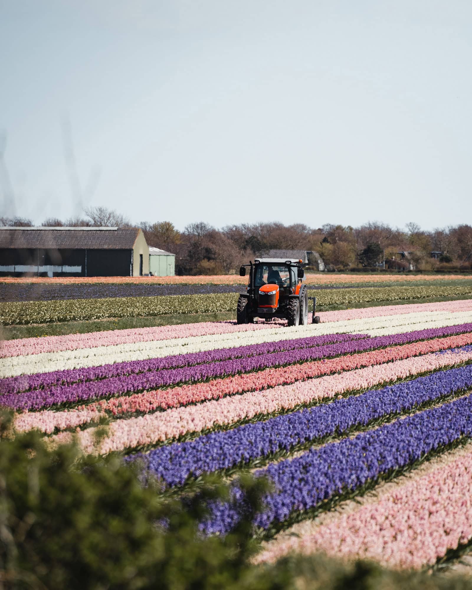Hyacinth field in The Netherlands
