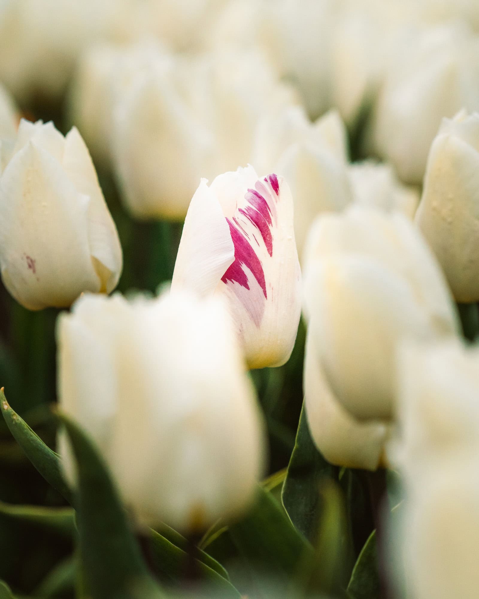 Portrait of a white tulip with a strand of pink, around many white tulips