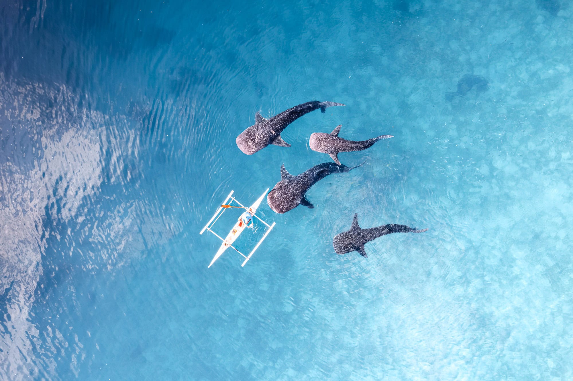 Drone photo of whale sharks in Cebu