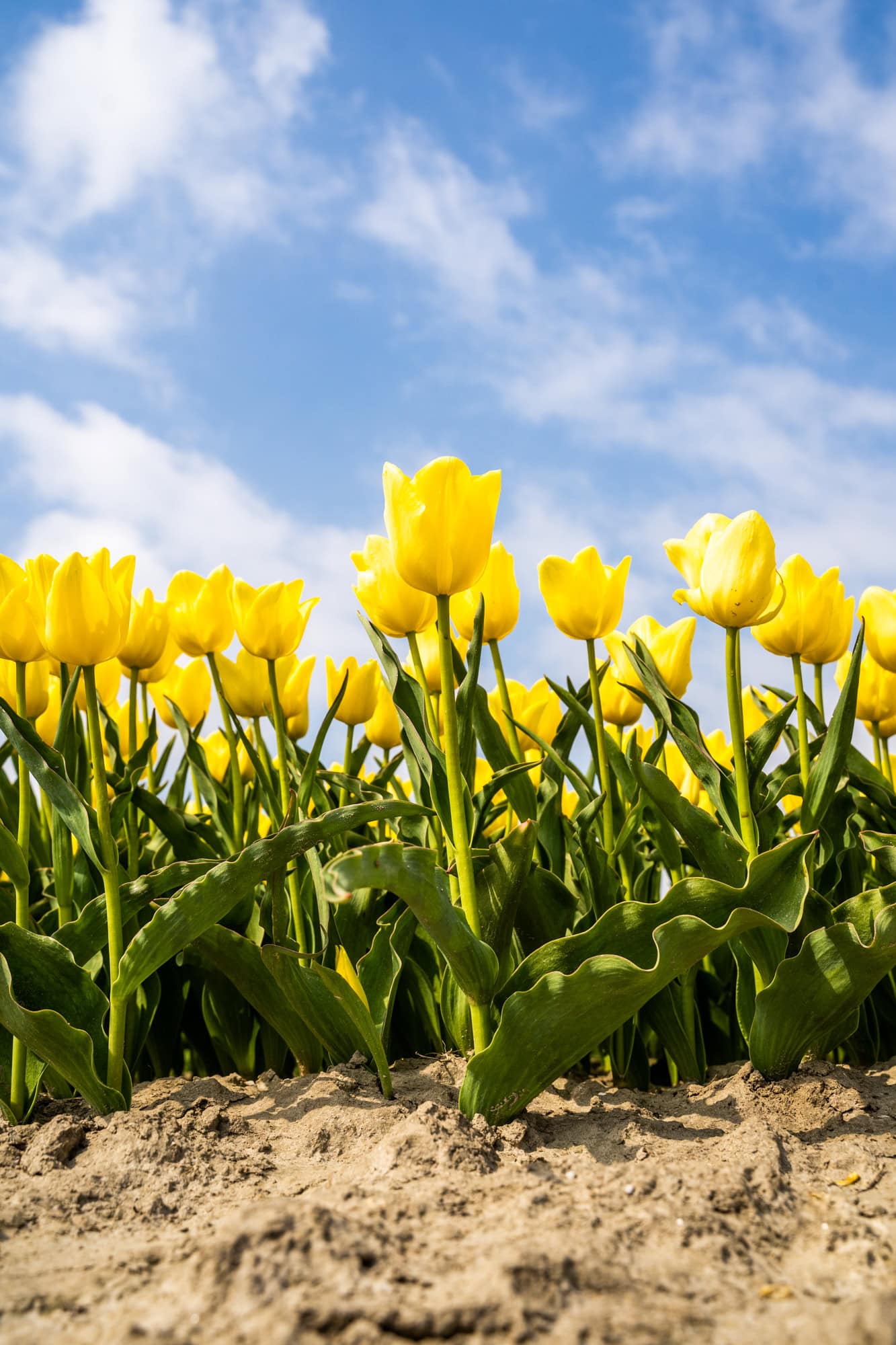 Yellow tulips on a bright day