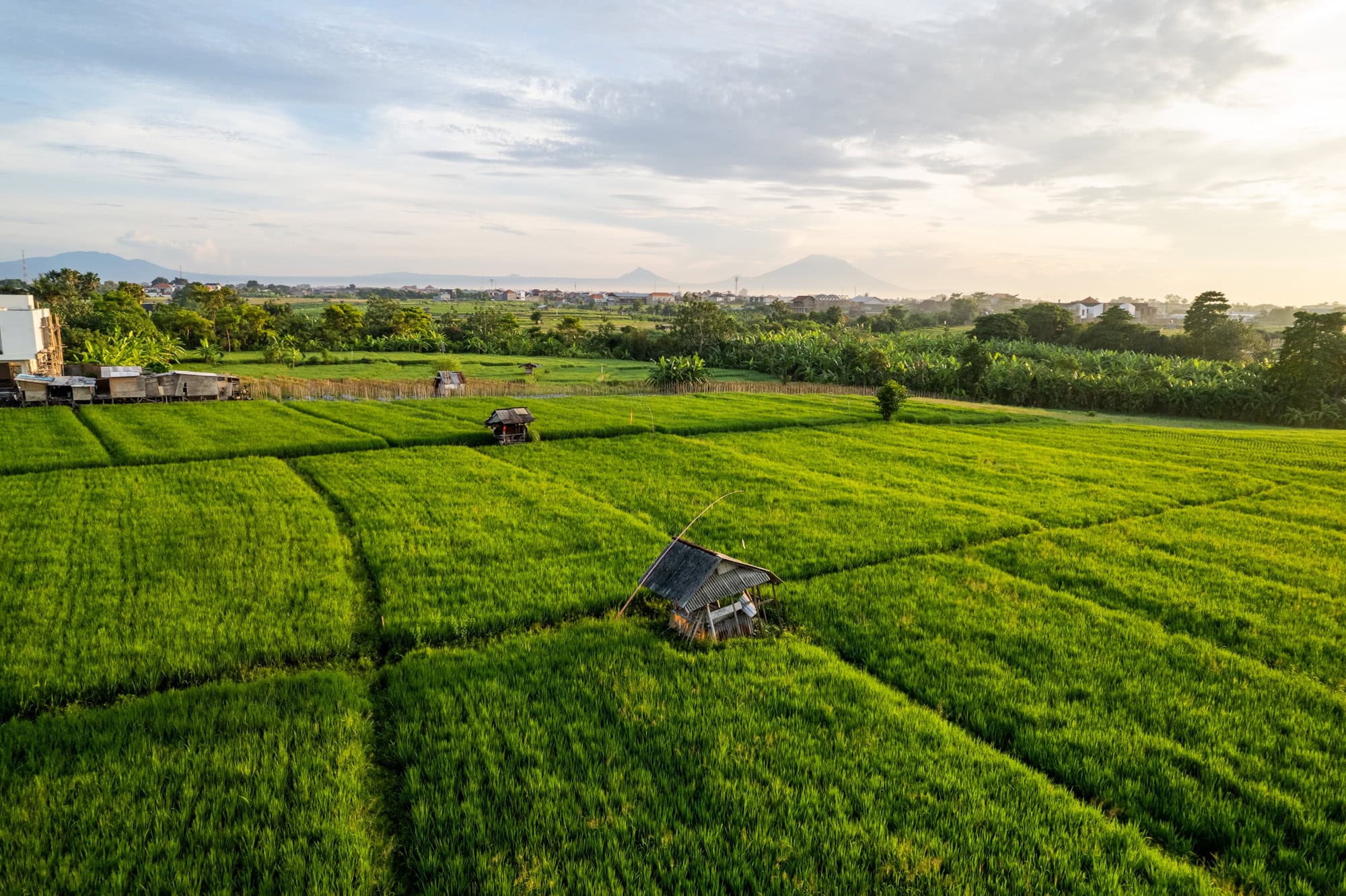 rice field with a little house in the middle