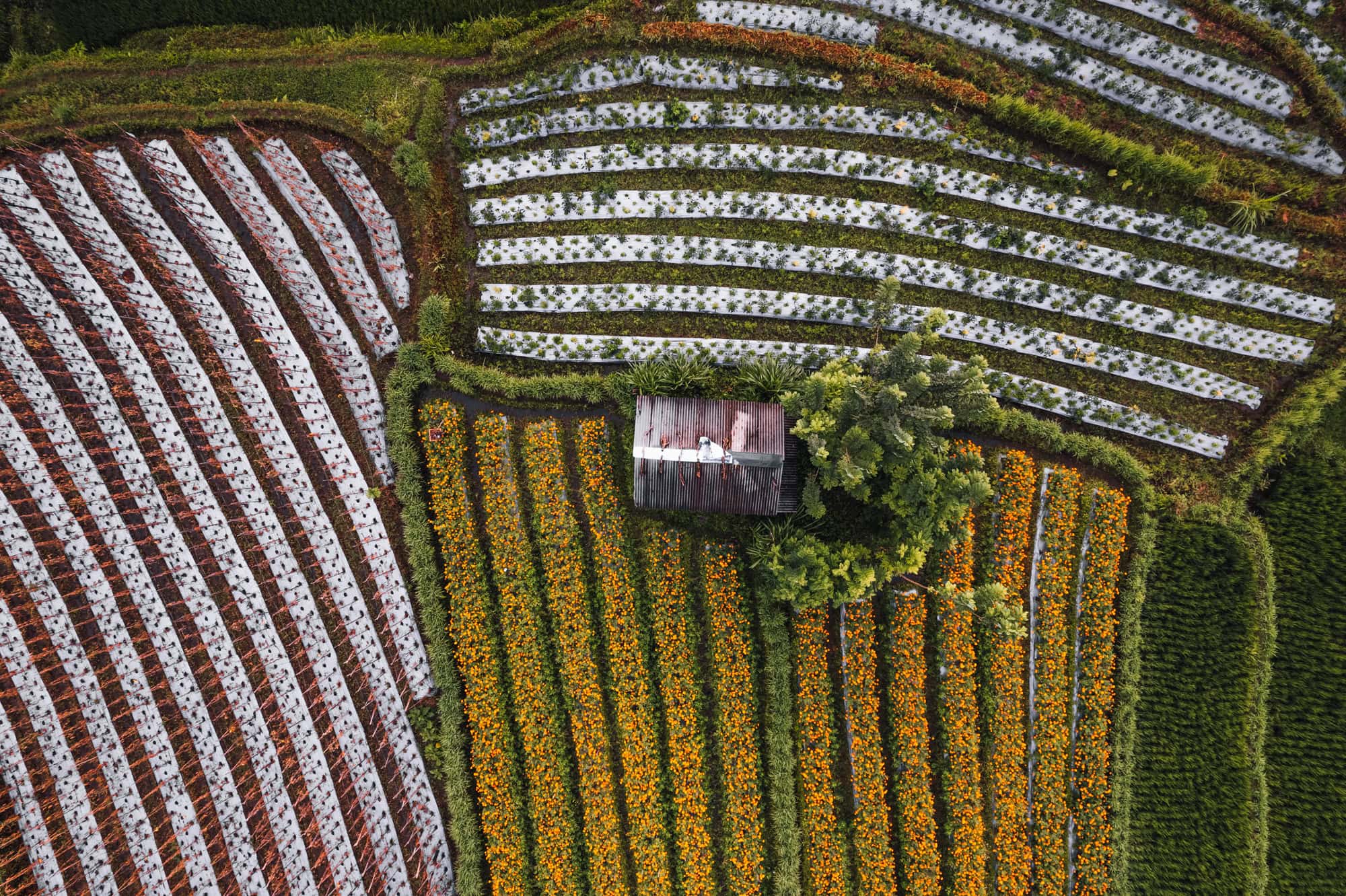 Marigold flowers in the Sidemen area of Bali
