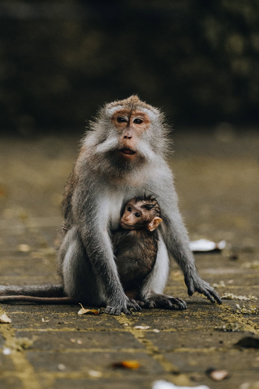 Monkey with baby in Bali