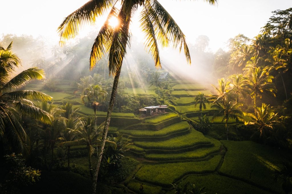 Tegallalang Rice Fields in Ubud, Bali during sunrise