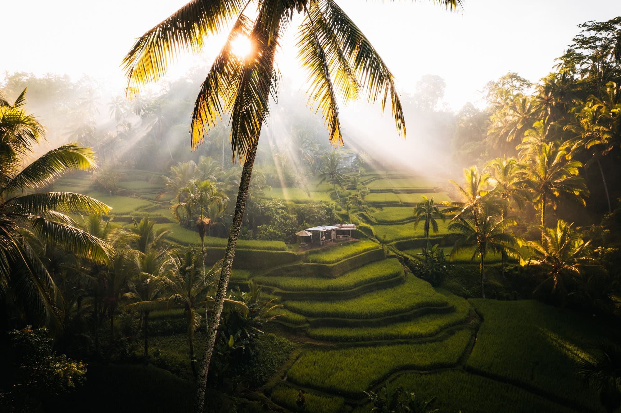 Tegallalang Rice Fields in Ubud, Bali during sunrise
