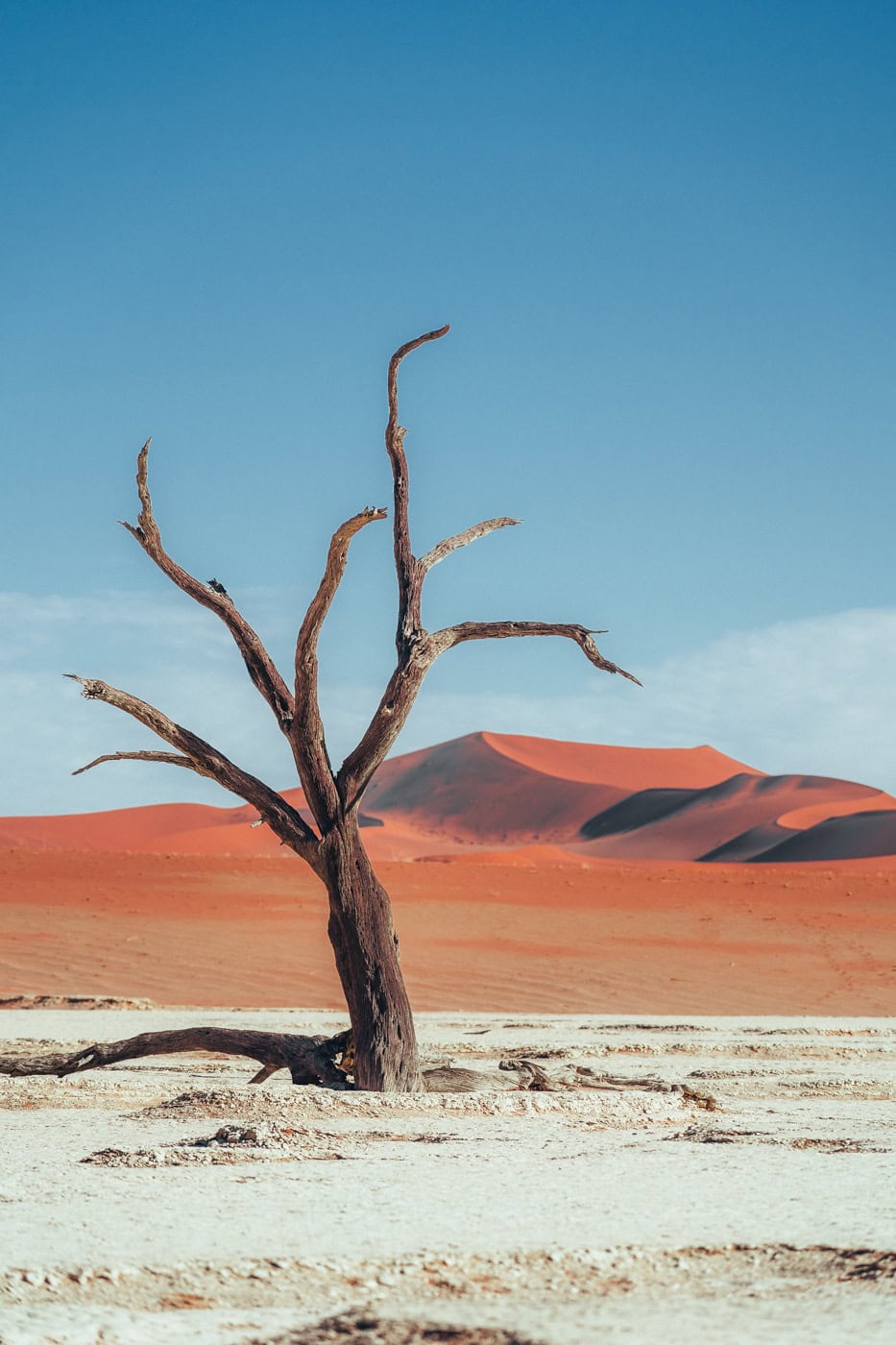 Tree in Namibian Deadvlei Landscape