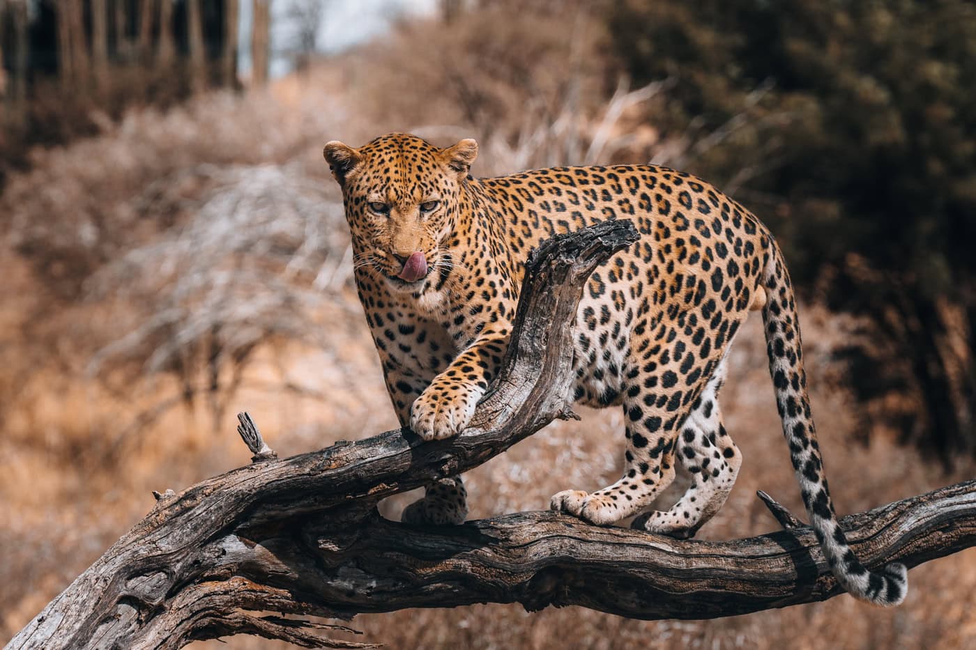 Close up of a leopard