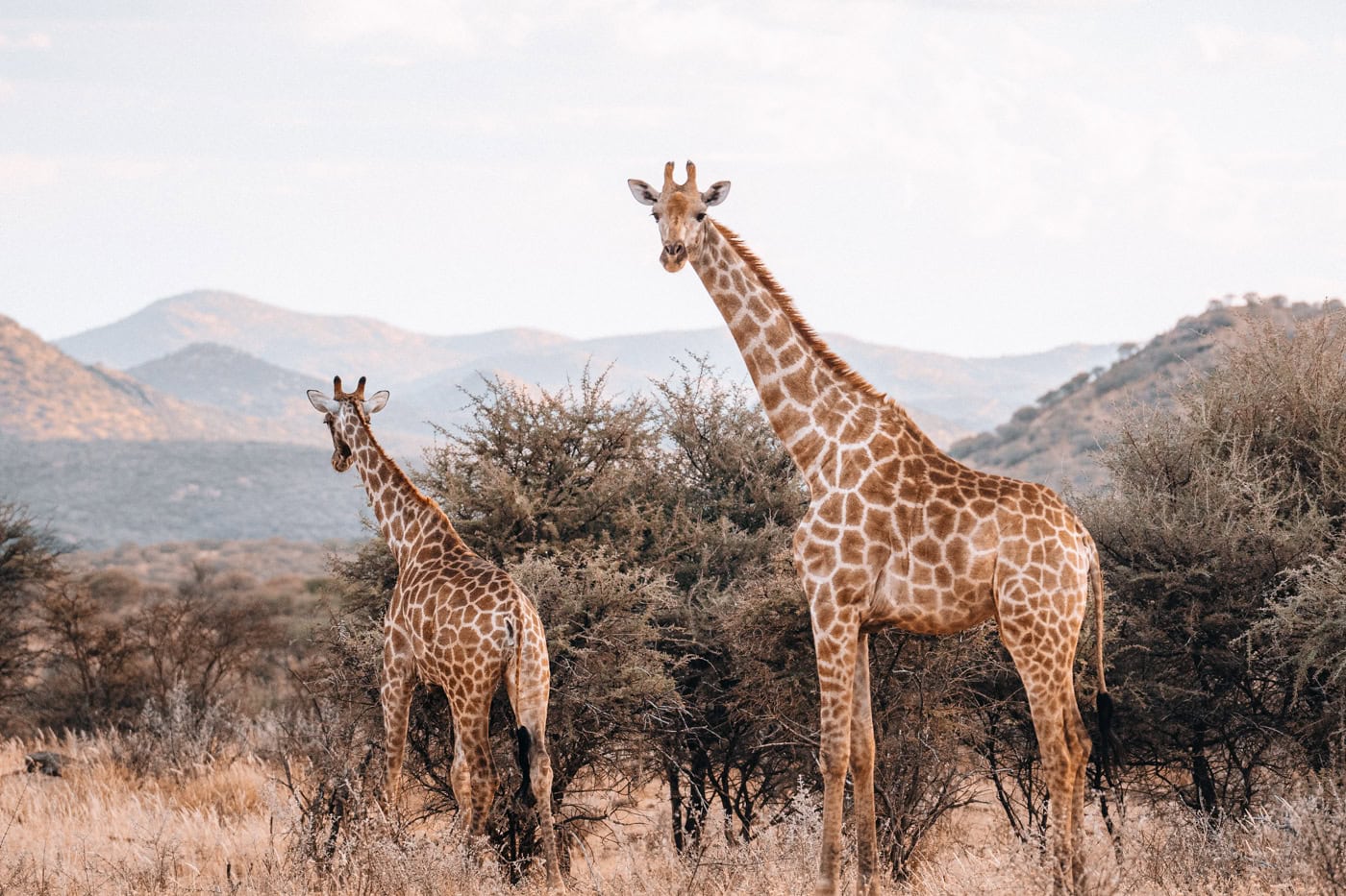 Giraffes in Namibia