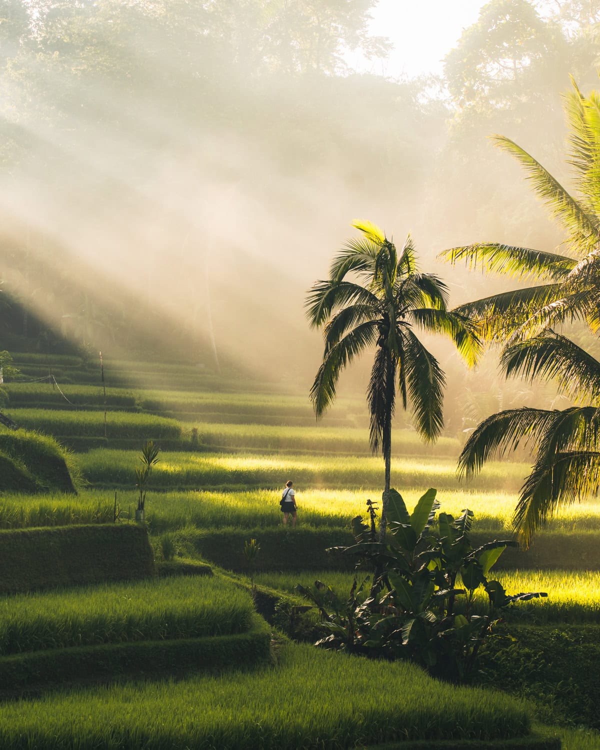 Person walking through Rice Fields in Bali