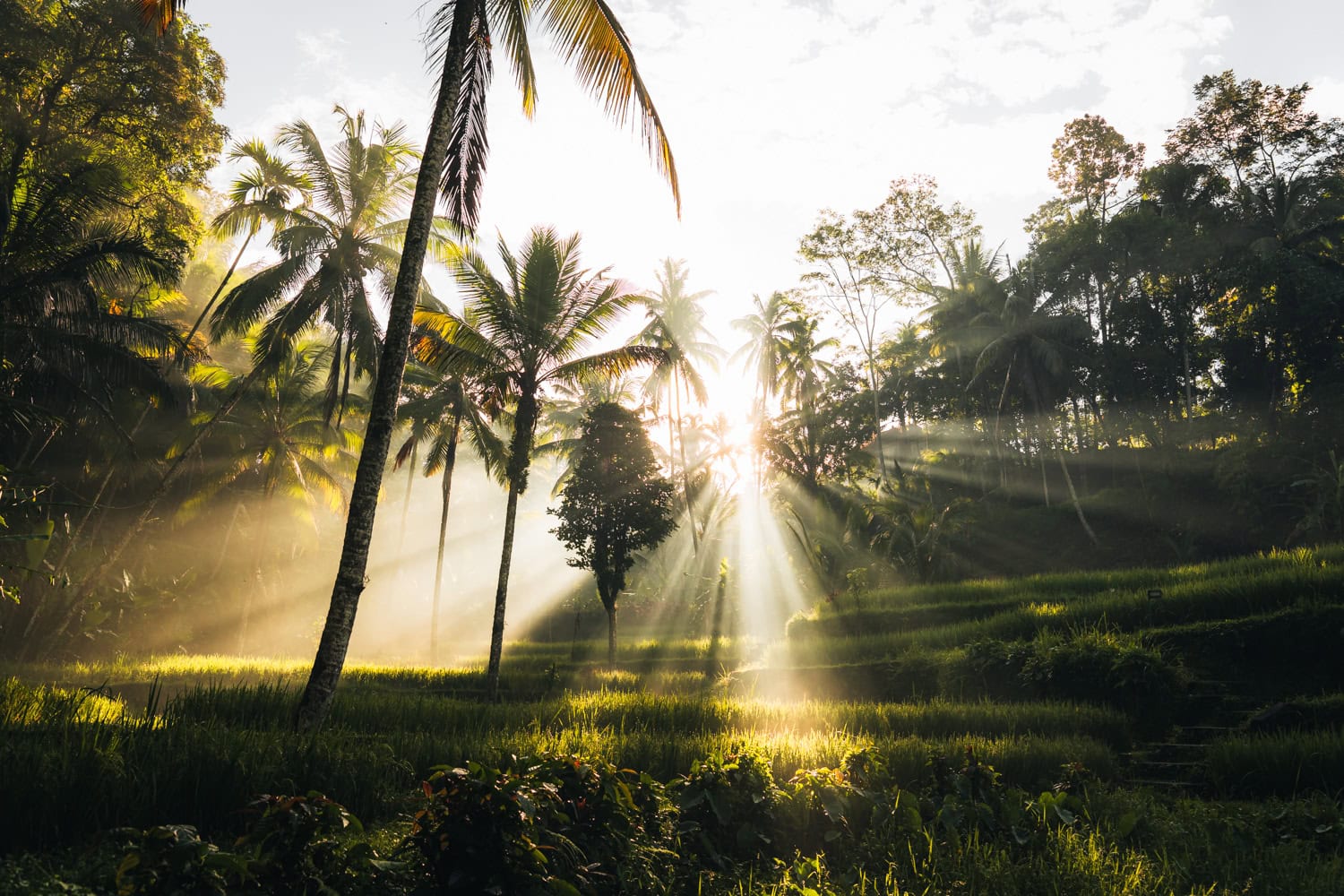Sunlight shining through palm trees in the rice fields of Bali