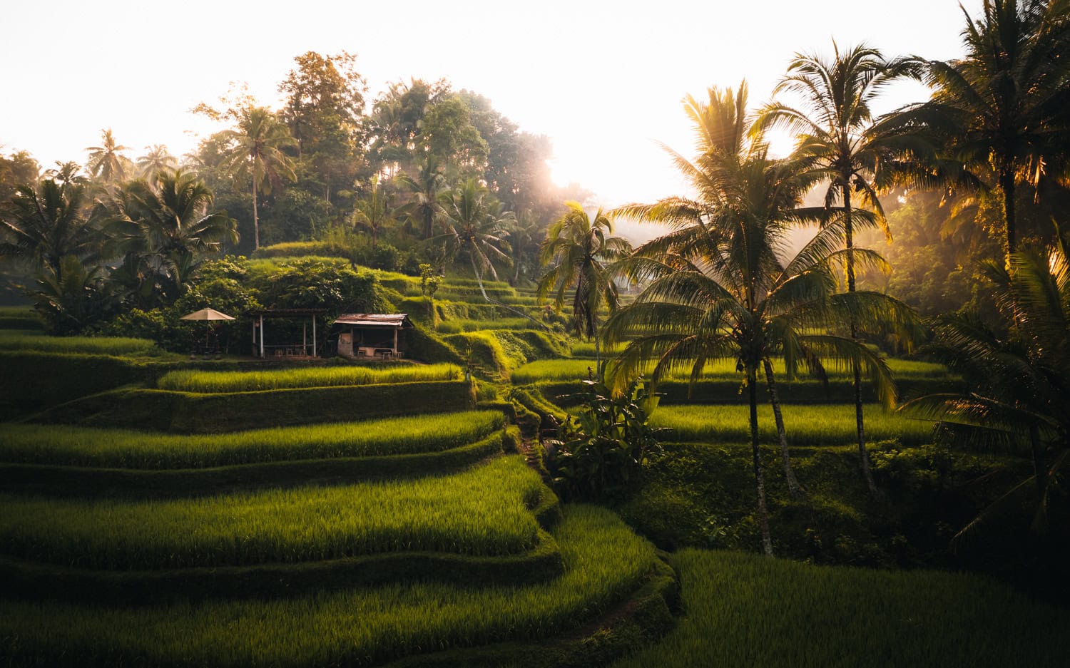 Rice Fields in Bali