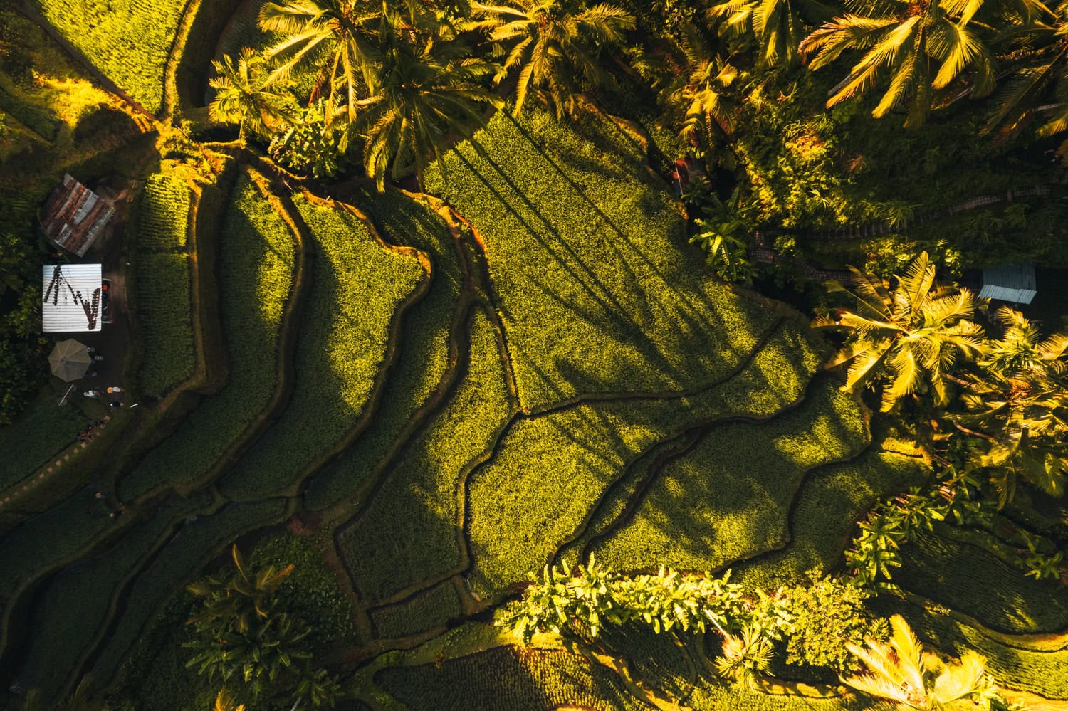 Drone photo of the rice terraces in Bali