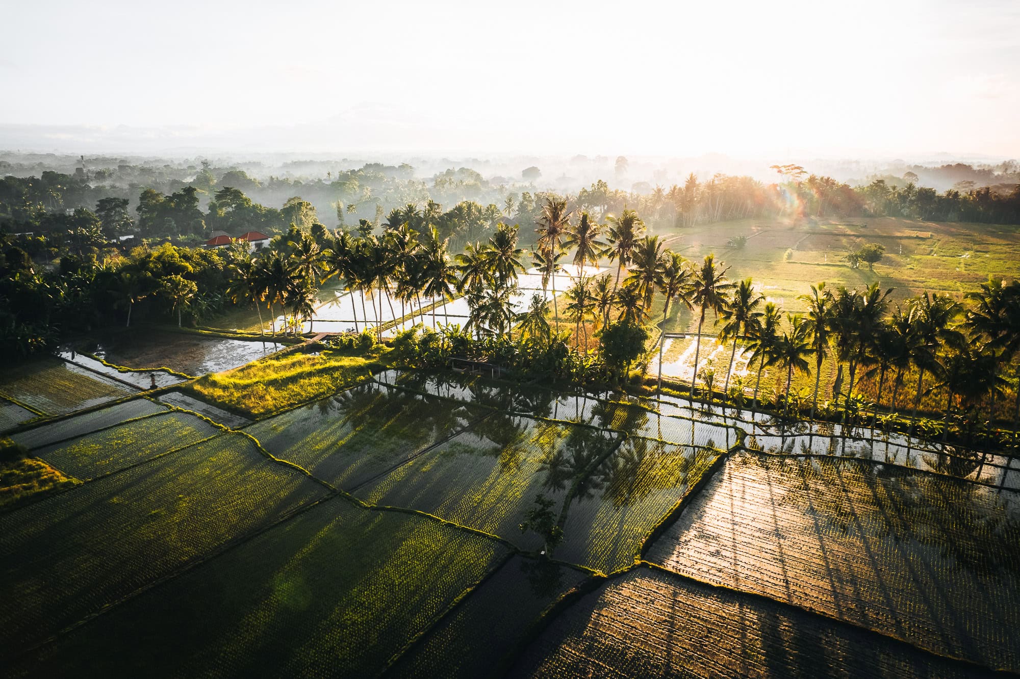 Photo of Rice Fields around Ubud, Indonesia