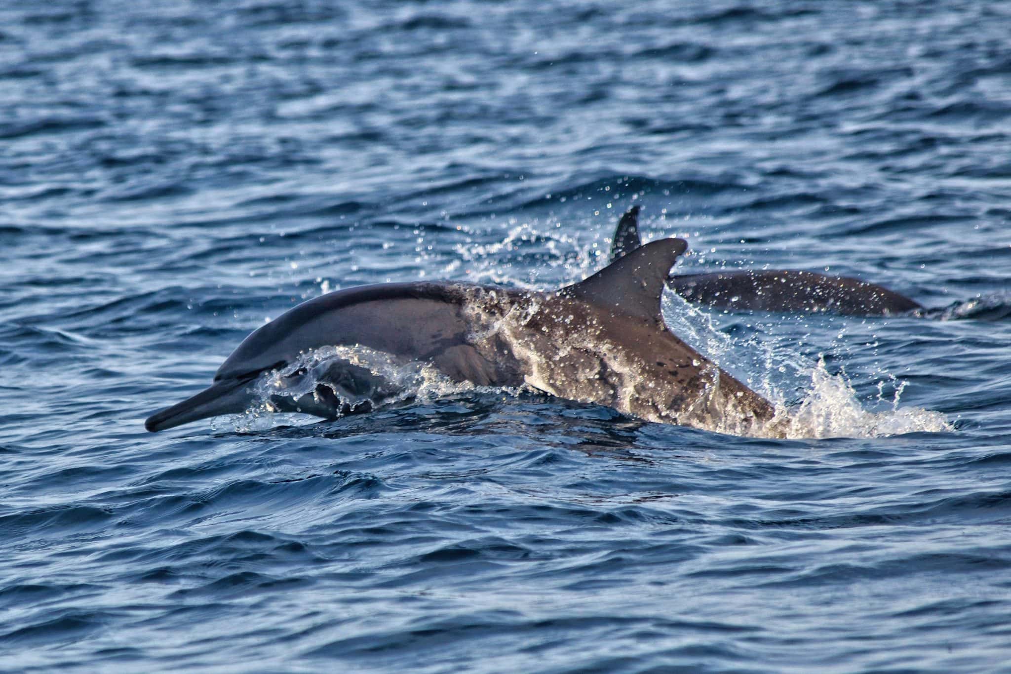 Dolphins of Lovina, Bali