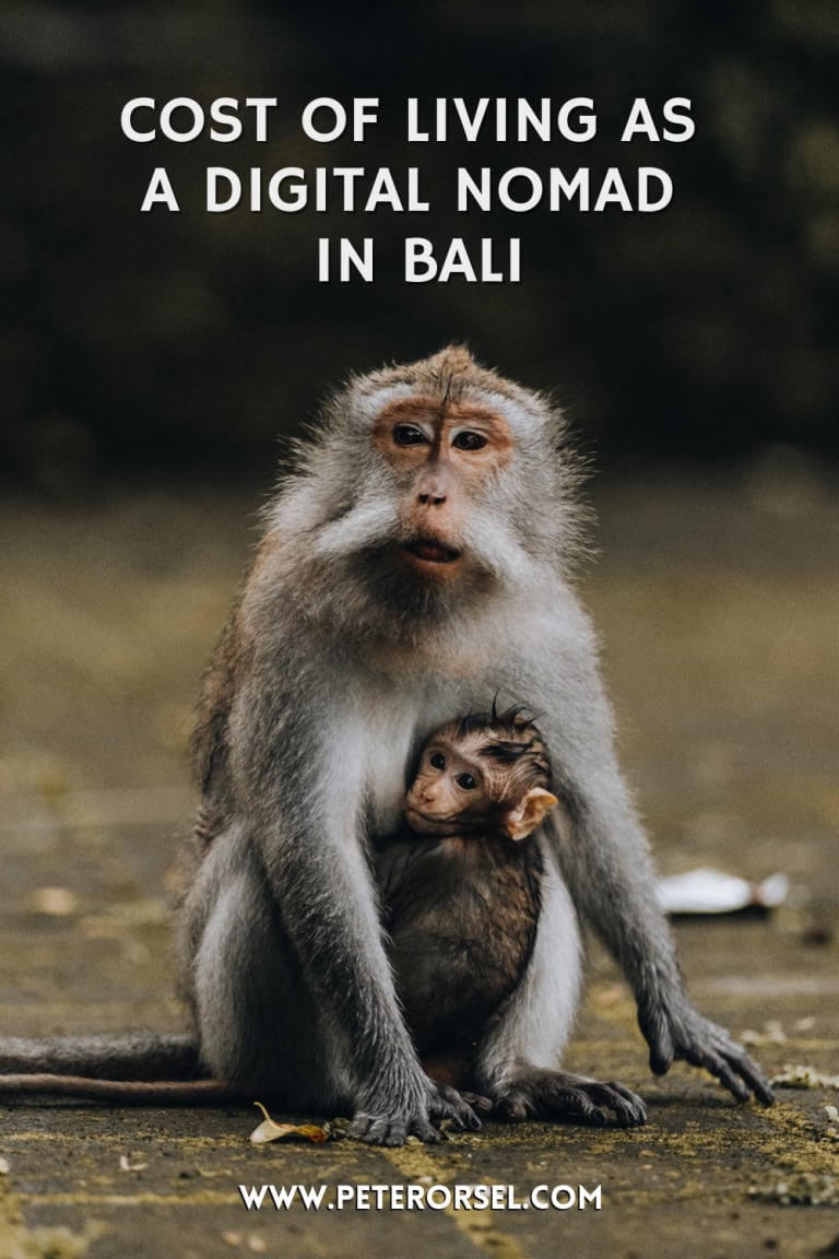 baby monkey in Bali holding onto the mother