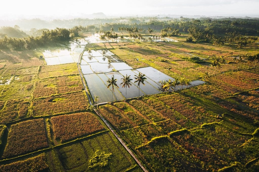 Palm trees in Rice Fields, Bali Indonesia