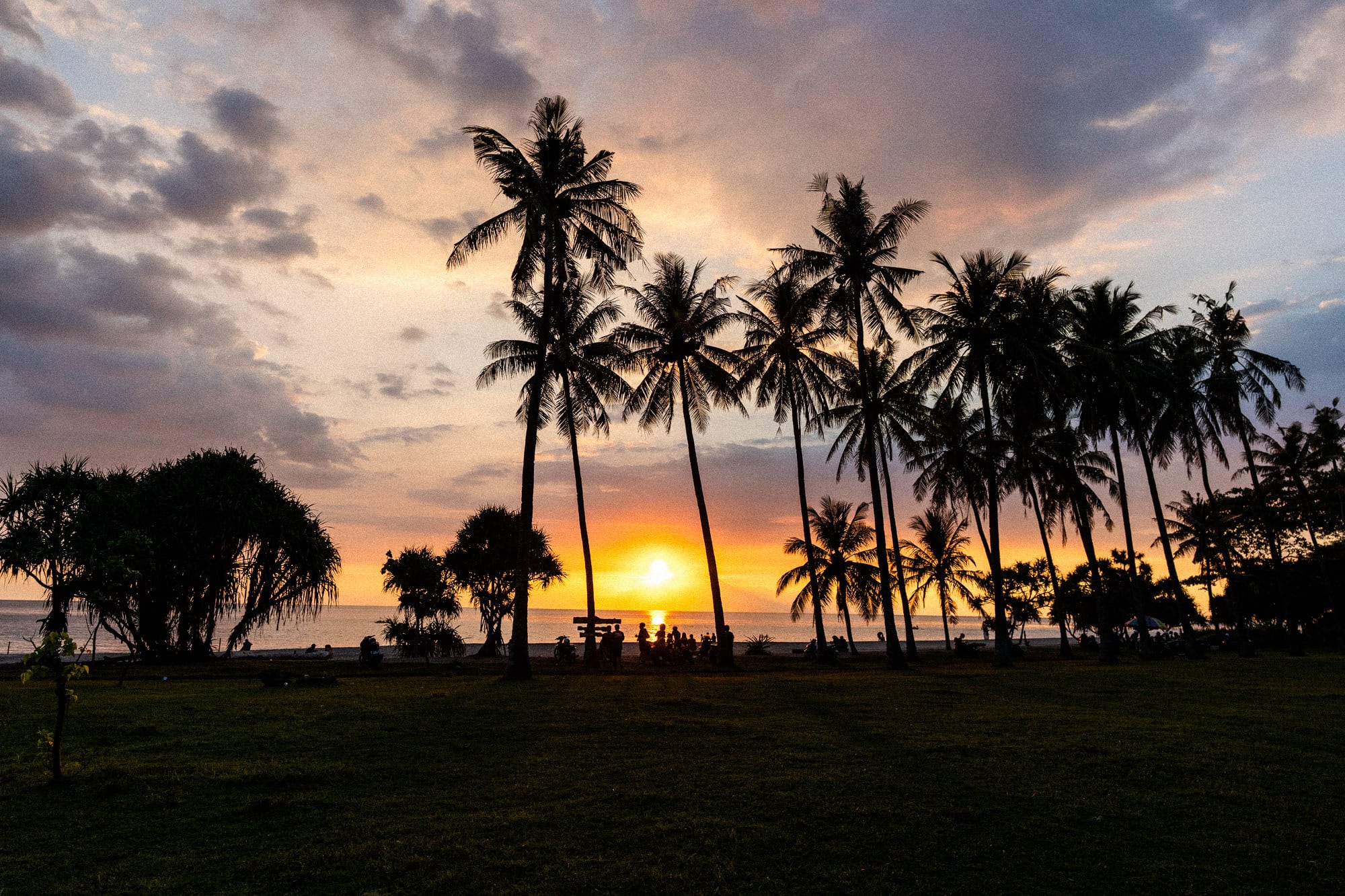 Palm trees during sunset