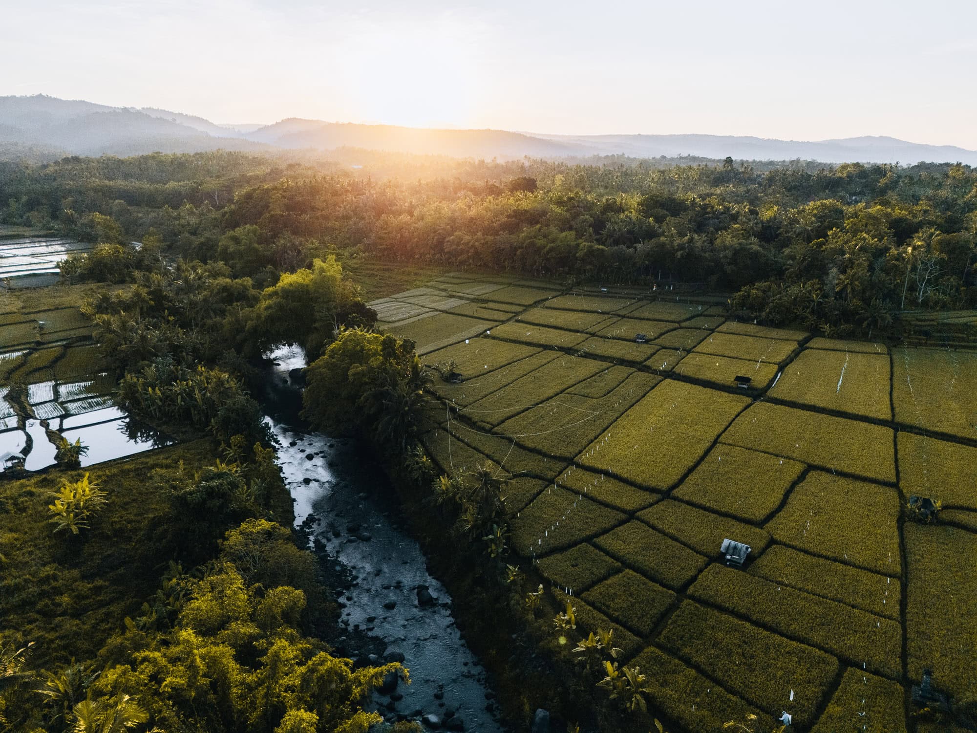 Aerial photo of rice fields in Bali