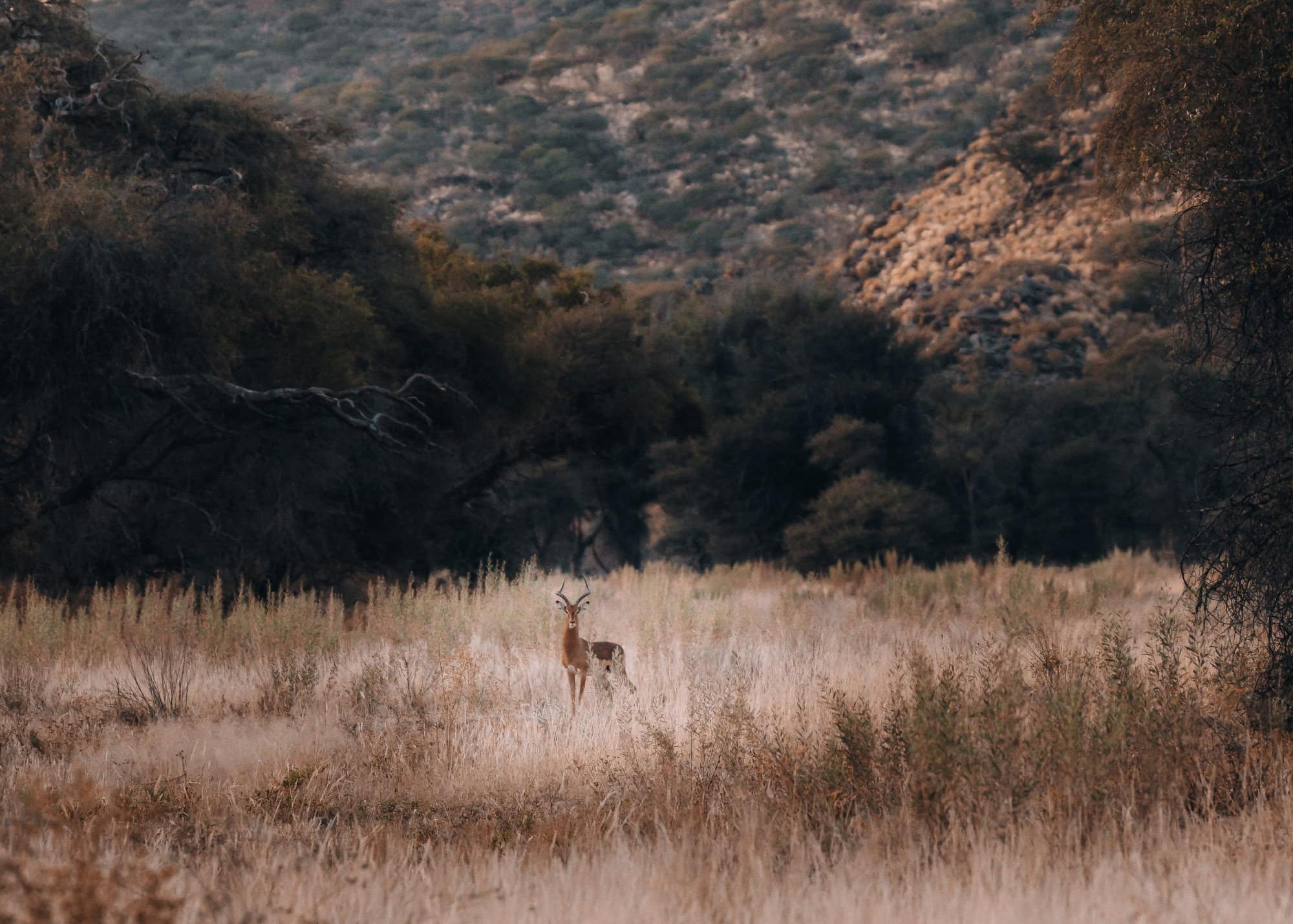 Game drive in Namibia