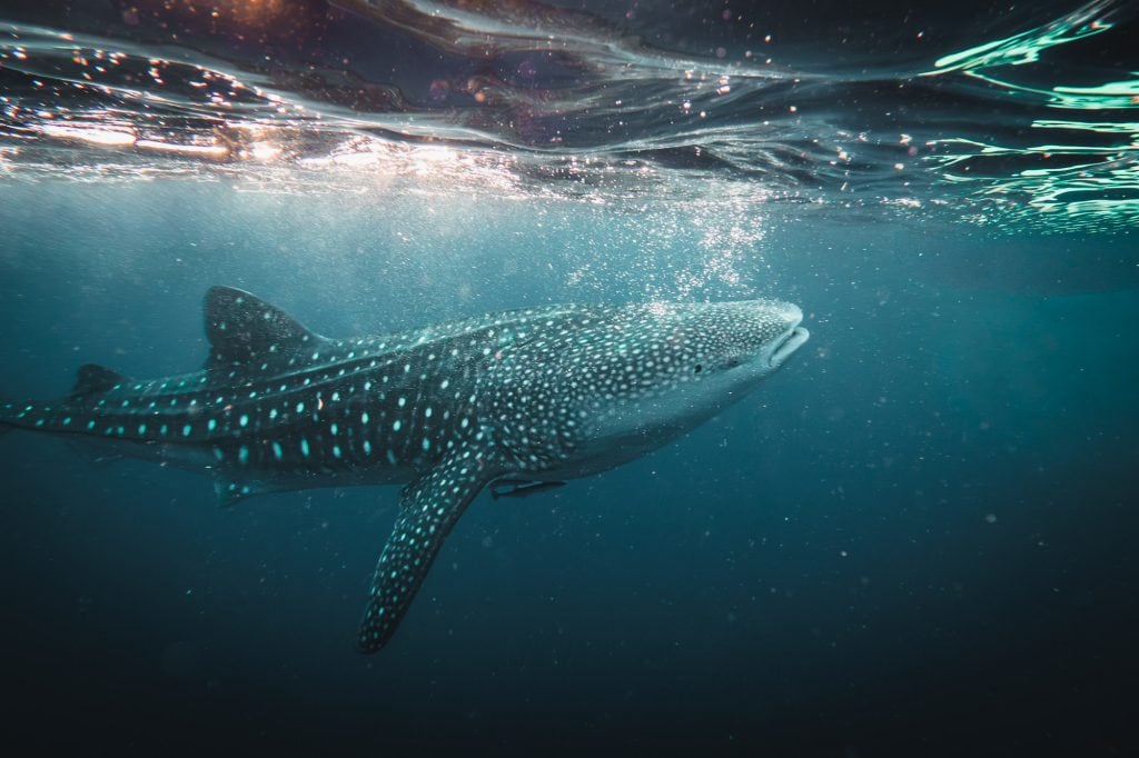 Whale Shark Sumbawa