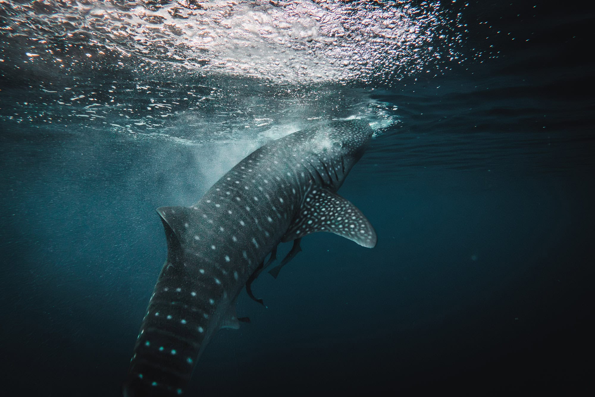 Whale Shark in the ocean