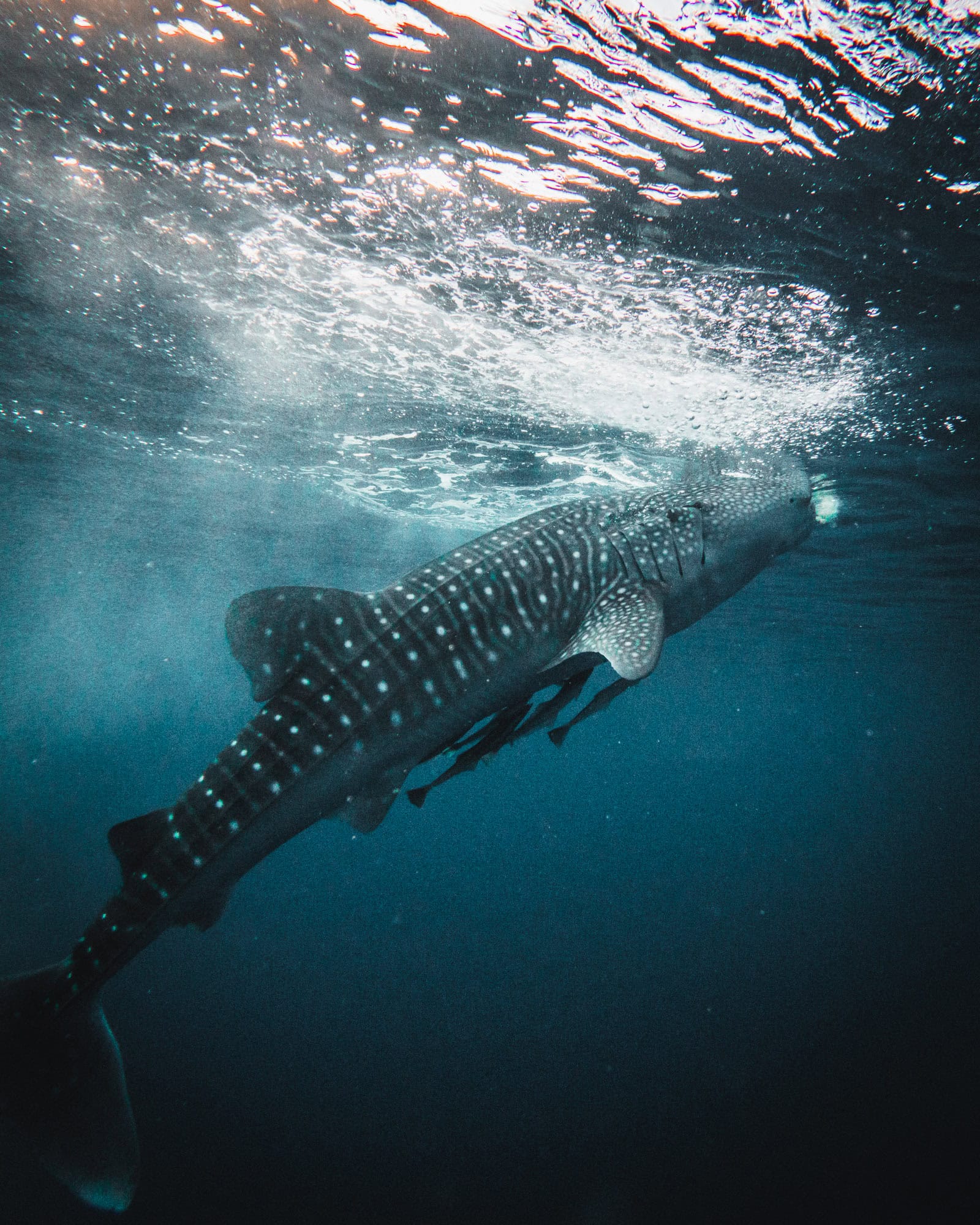 Whale Shark in Ocean