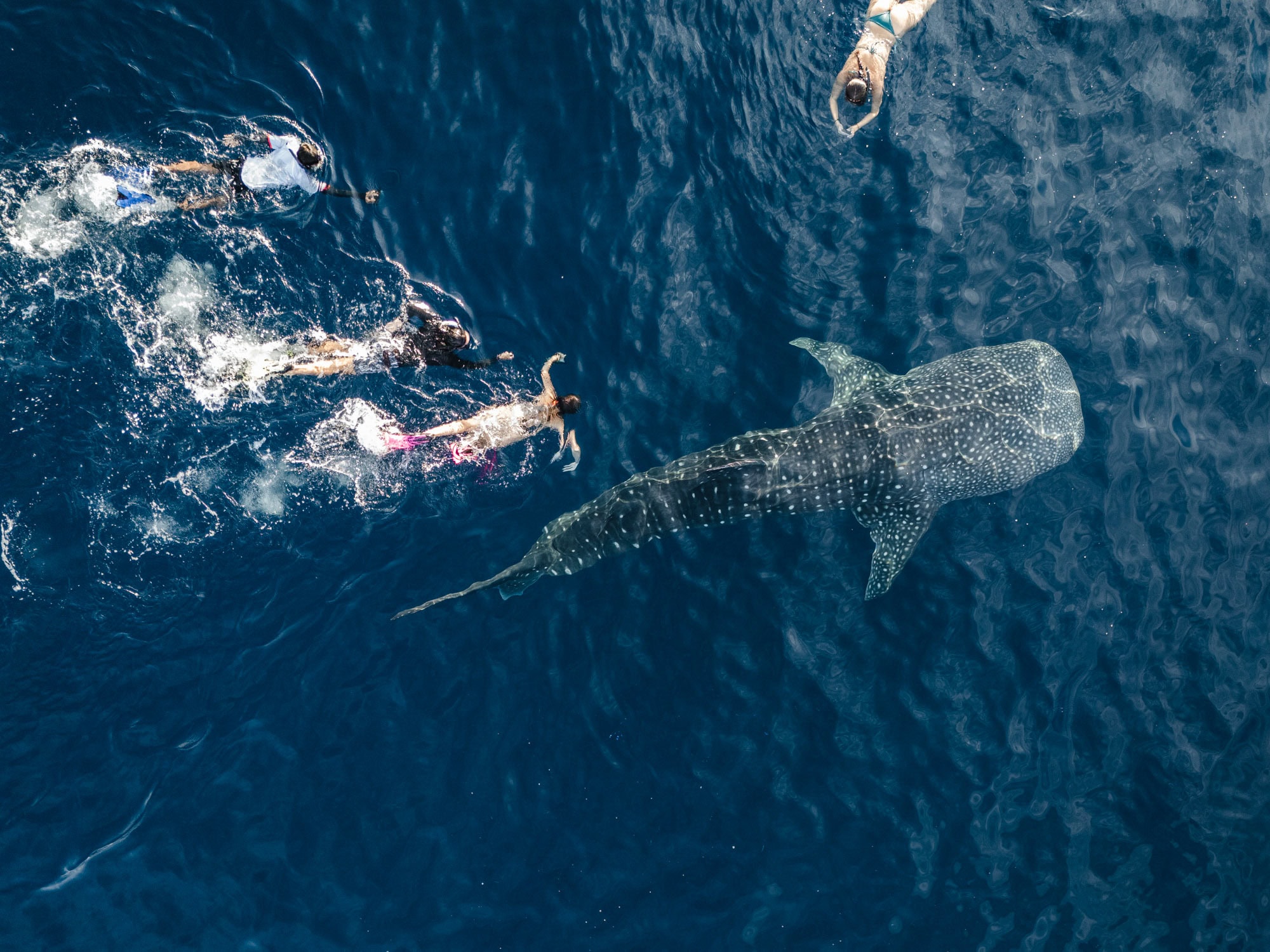 Whale Shark with people swimming around