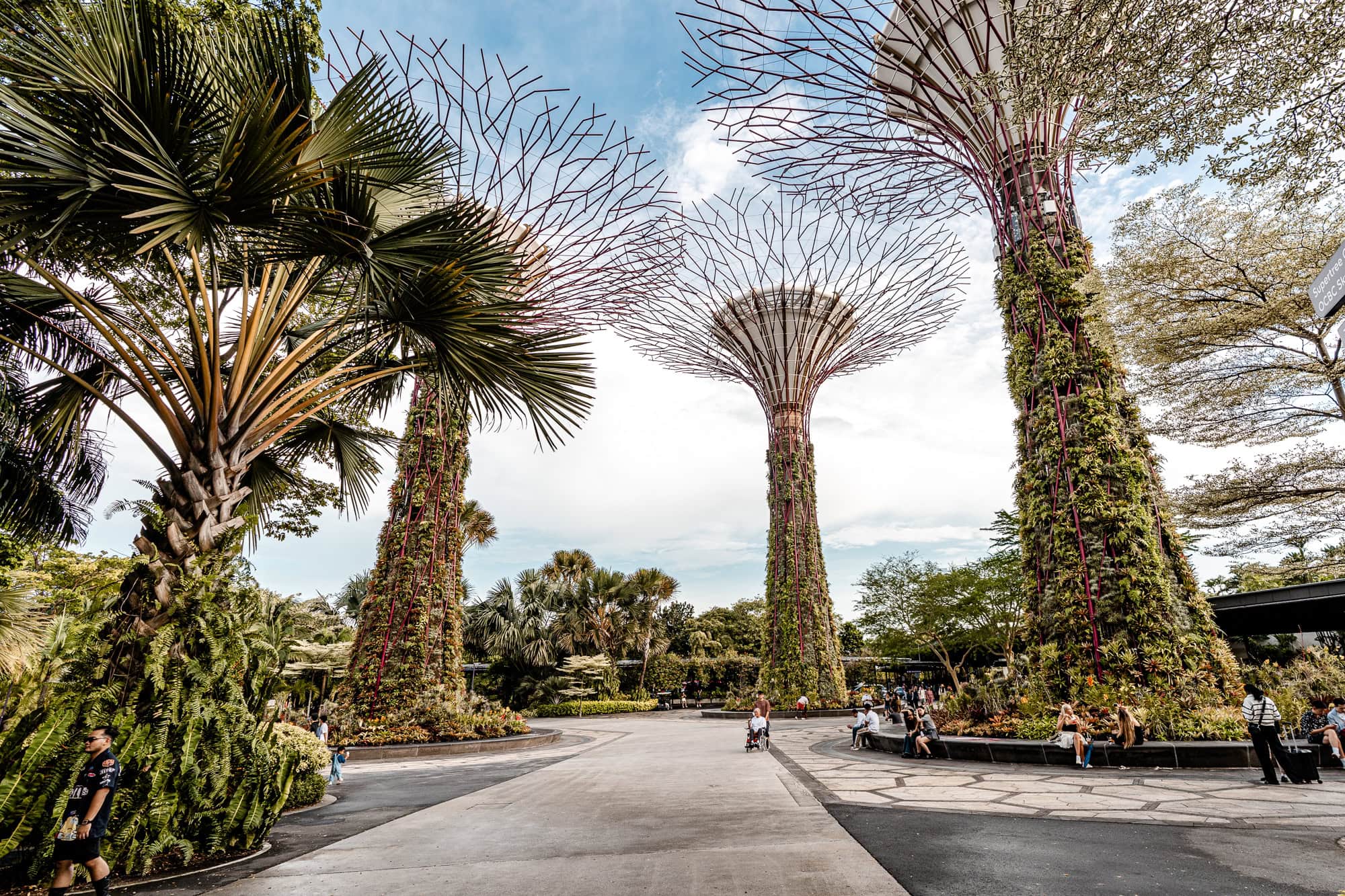 Supertree Grove in Singapore