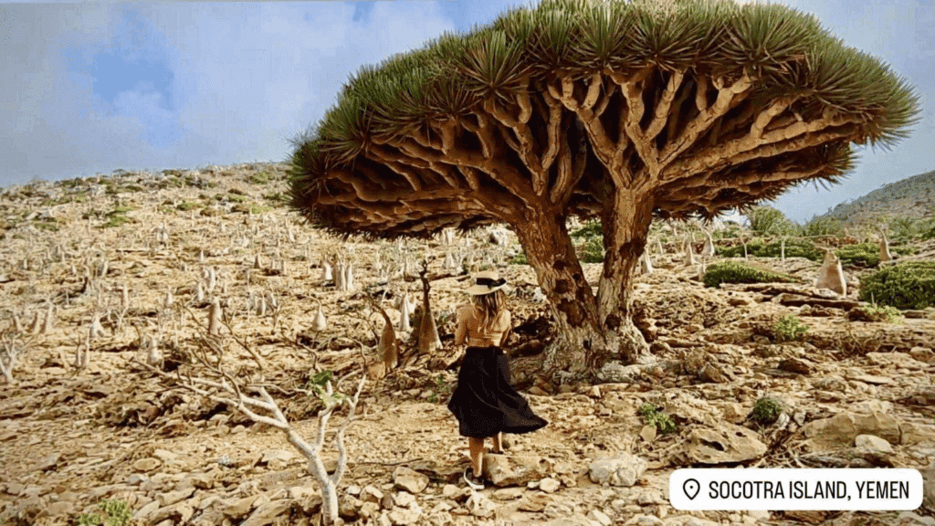 Avee in Socotra Yemen