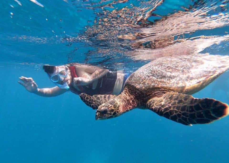 Swimming with the Pawikans