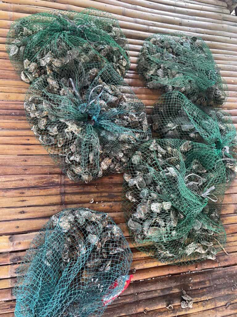 KGMC farm oysters