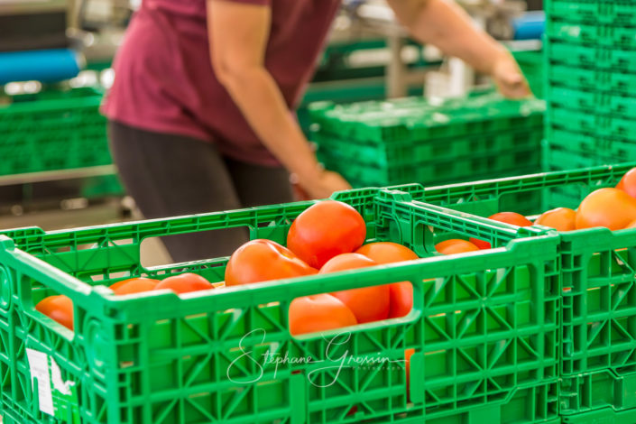Reportage photo sur le conditionnement des tomates