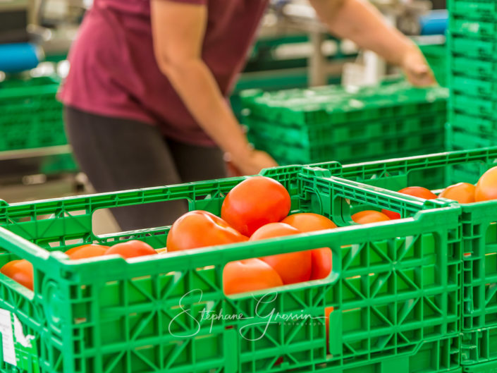 Reportage photo sur le conditionnement des tomates