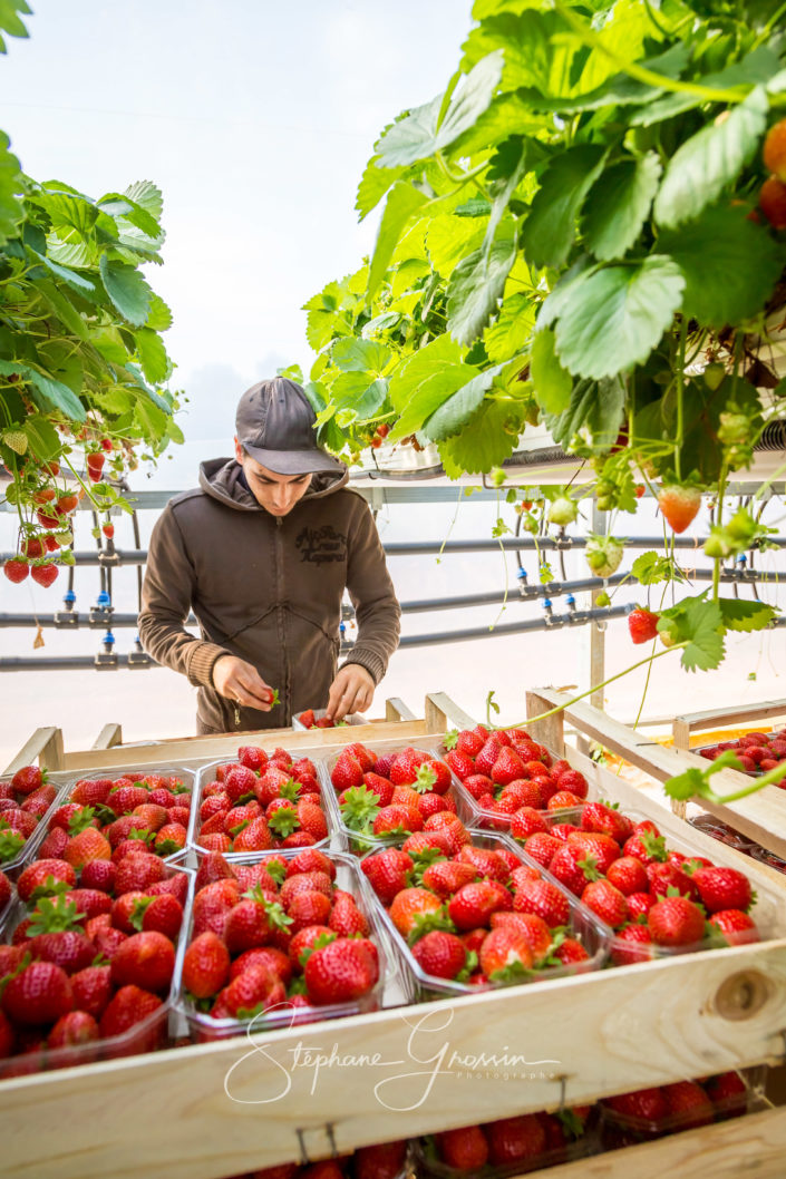 Reportage photo sur la cueillette des fraises