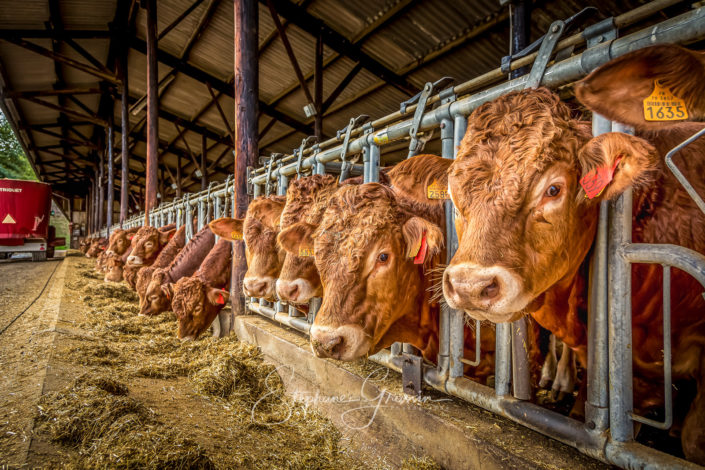 Reportage photo sur les vaches limousines