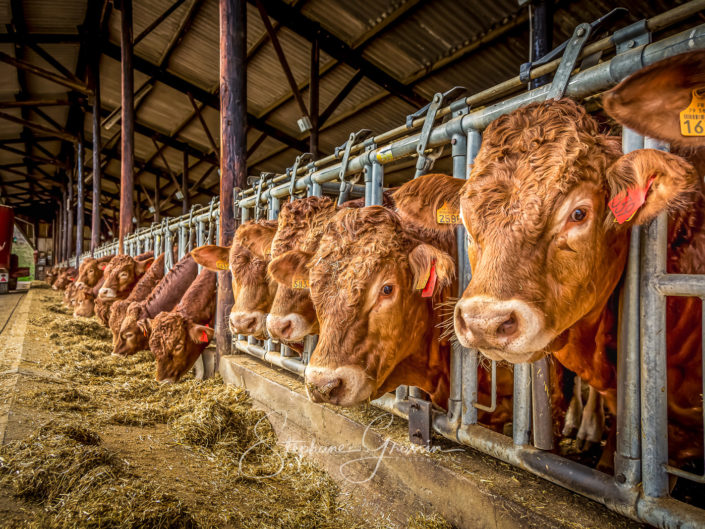 Reportage photo sur les vaches limousines